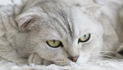 王洪泽青少年三大球集锦回顾：对阵湖北爆20分22篮板