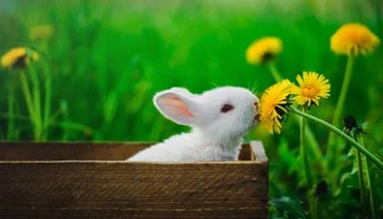 王洪泽青少年三大球集锦回顾：对阵湖北爆20分22篮板